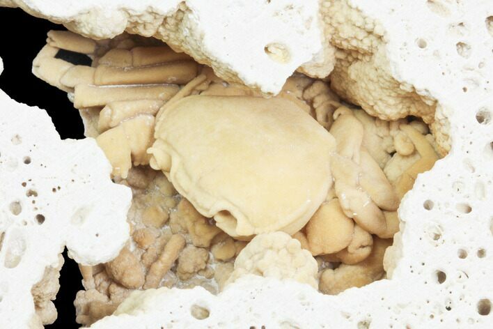 Fossil Crab (Potamon) Preserved in Travertine - Turkey #121390